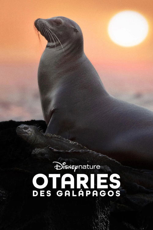 Otaries des Galápagos