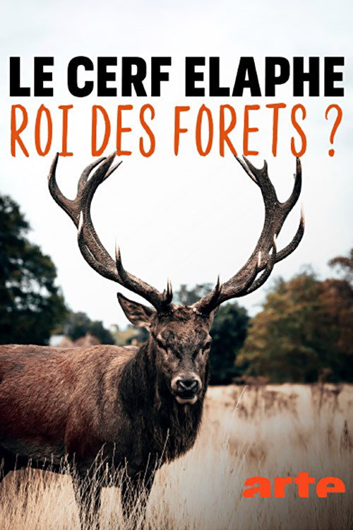 Le cerf élaphe, roi des forêts ?