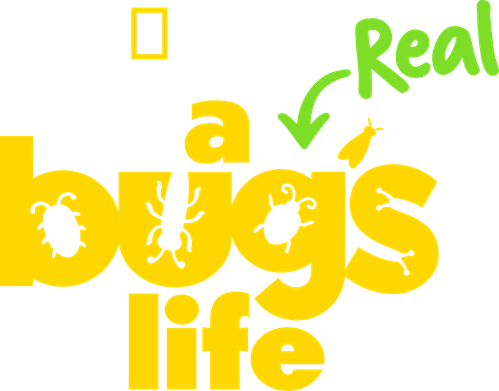 A Real Bug's Life logo