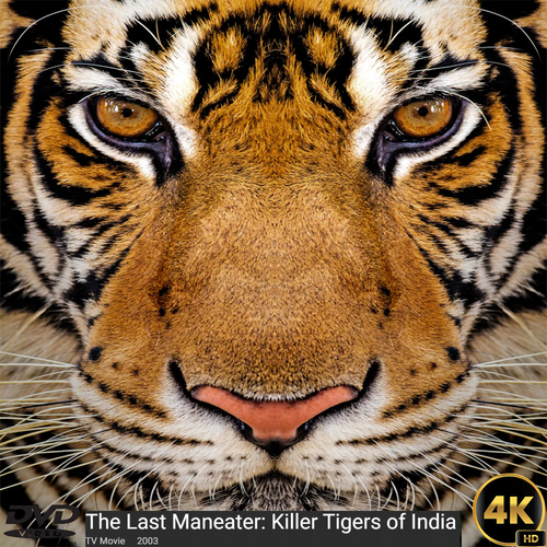 The Last Maneater: Killer Tigers of India logo