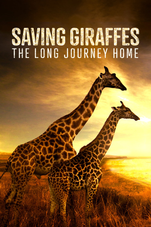Saving Giraffes: The Long Journey Home