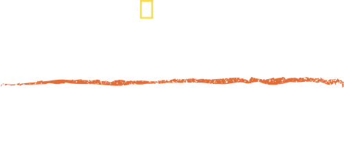 Counting Tigers logo