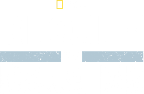 Requin vs Baleine logo