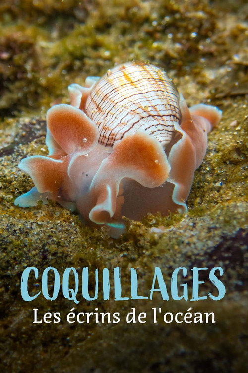 Coquillages, les écrins de l'océan