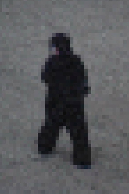 Gorilla Gorilla