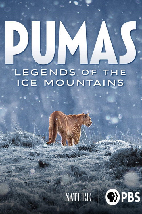 Pumas, les seigneurs des Andes