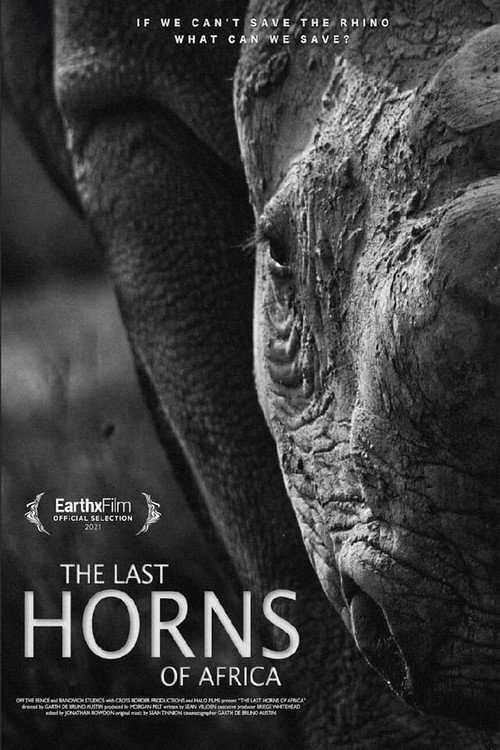 Les derniers rhinocéros d’Afrique