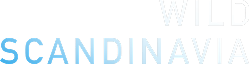 Wild Scandinavia logo