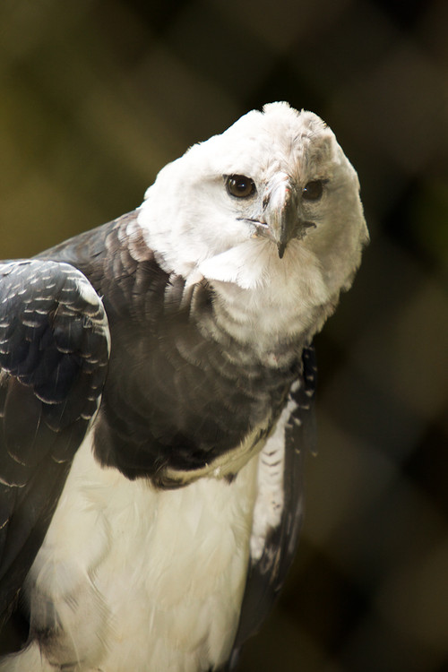 BBC Natural World：The Monkey-Eating Eagle of the Orinoco