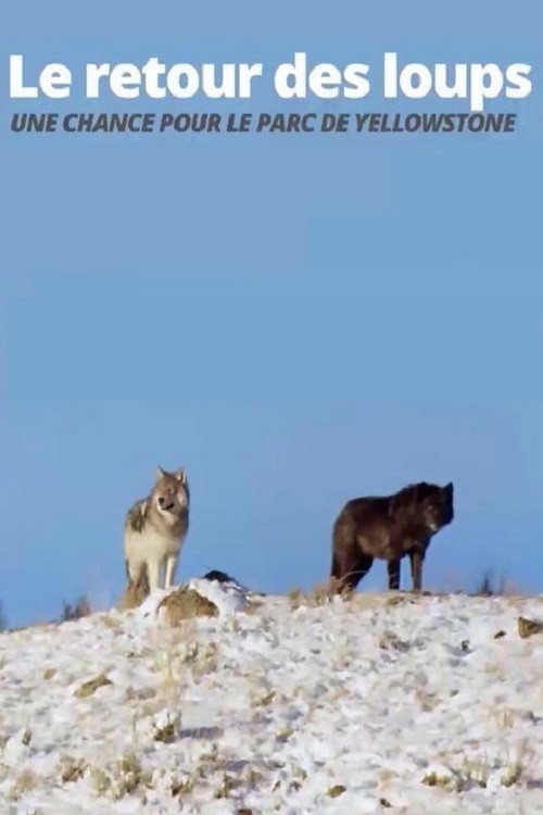Le Retour des loups, une chance pour le parc de Yellowstone