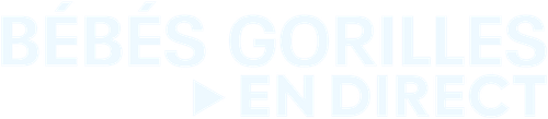 Bébés gorilles en direct logo