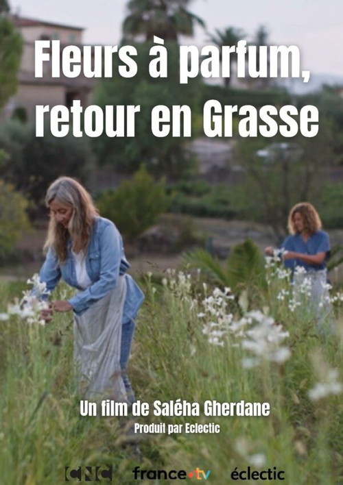 Fleurs à parfum, retour en Grasse