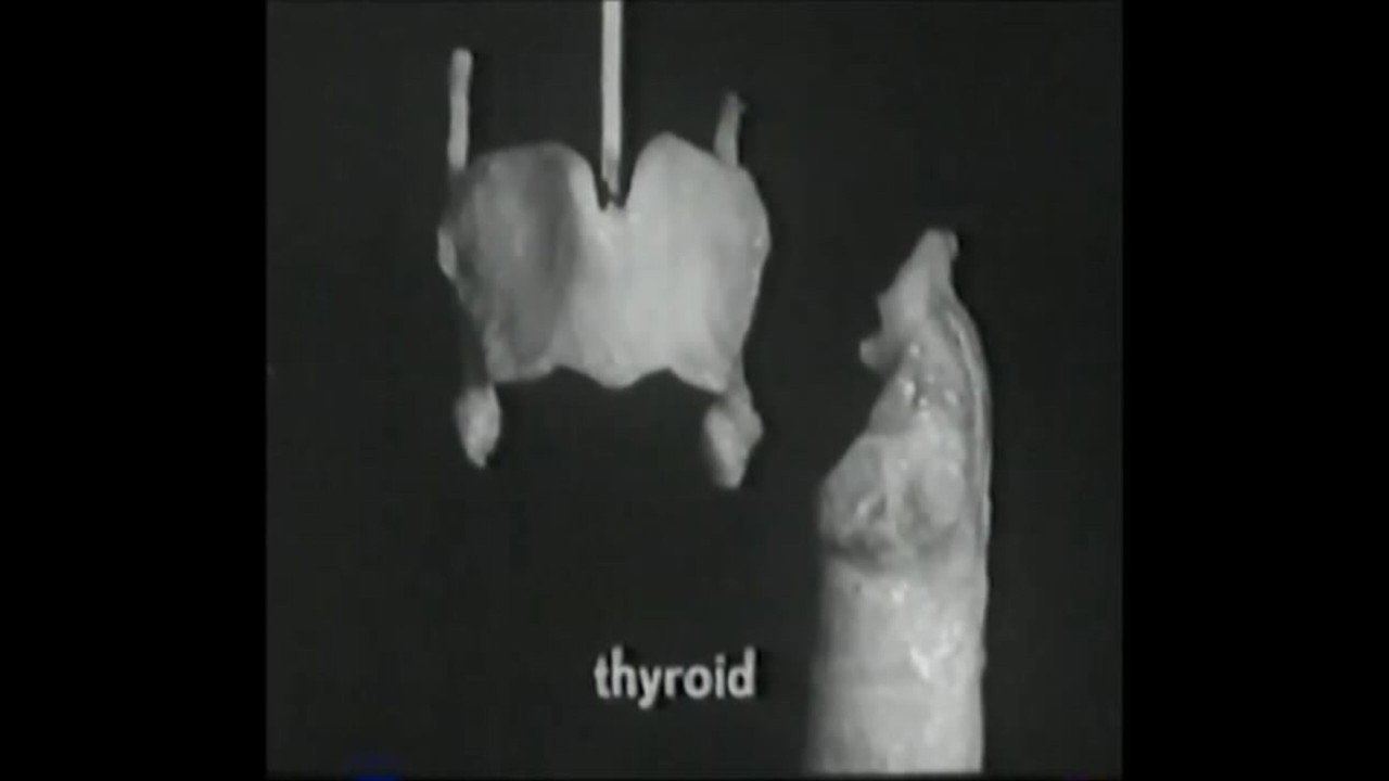 Voice Production: The Vibrating Larynx