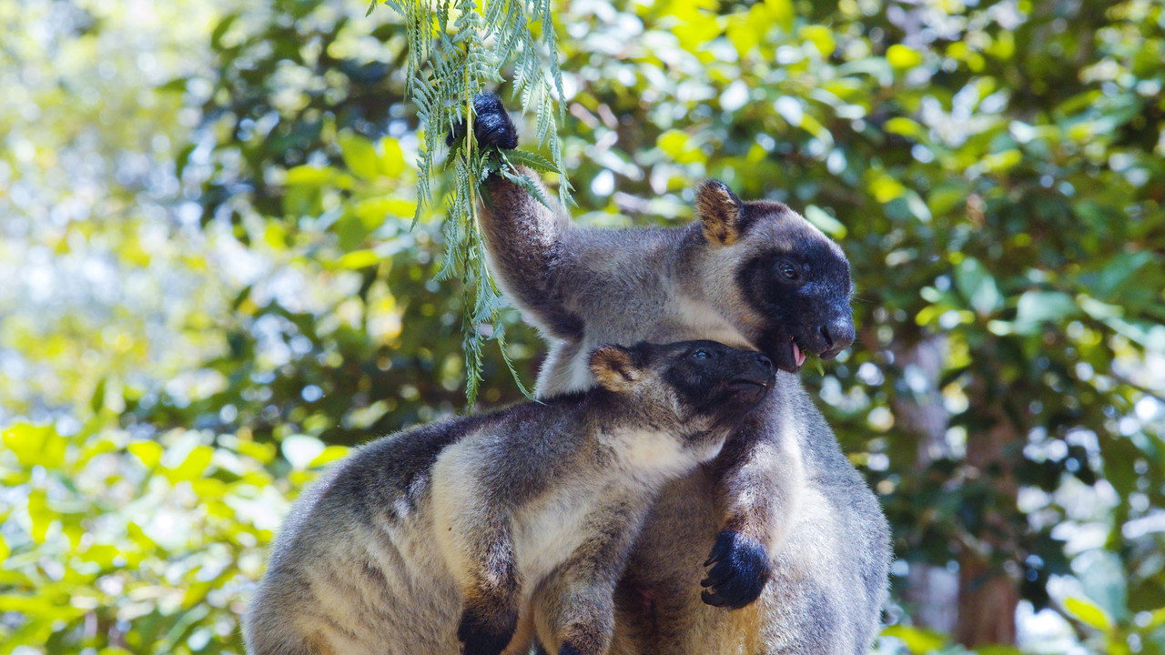 Tree Kangaroos: Ghosts of the Forest
