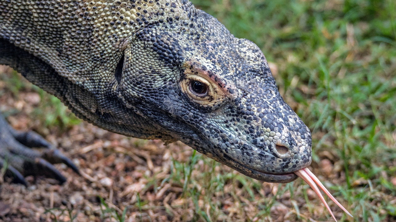 Dragons of Komodo