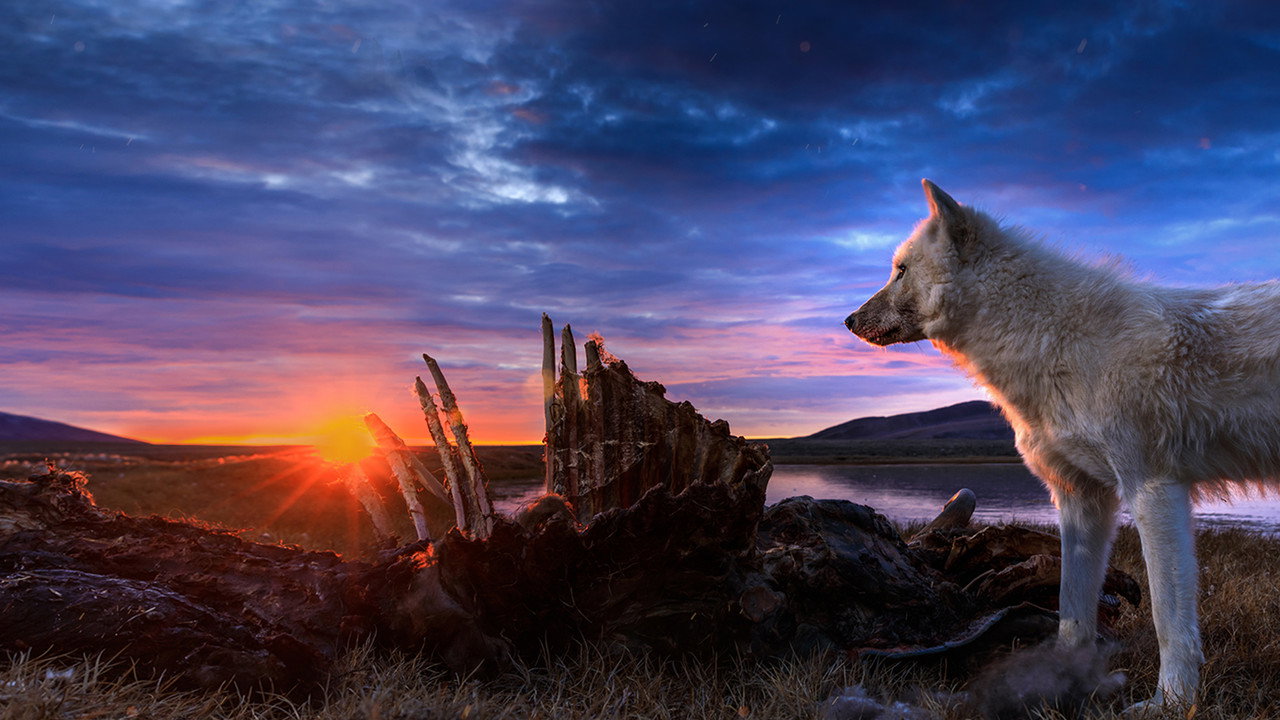 Le royaume du loup blanc