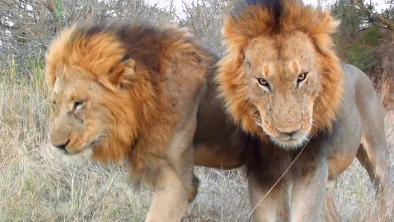 Un lion né pour régner