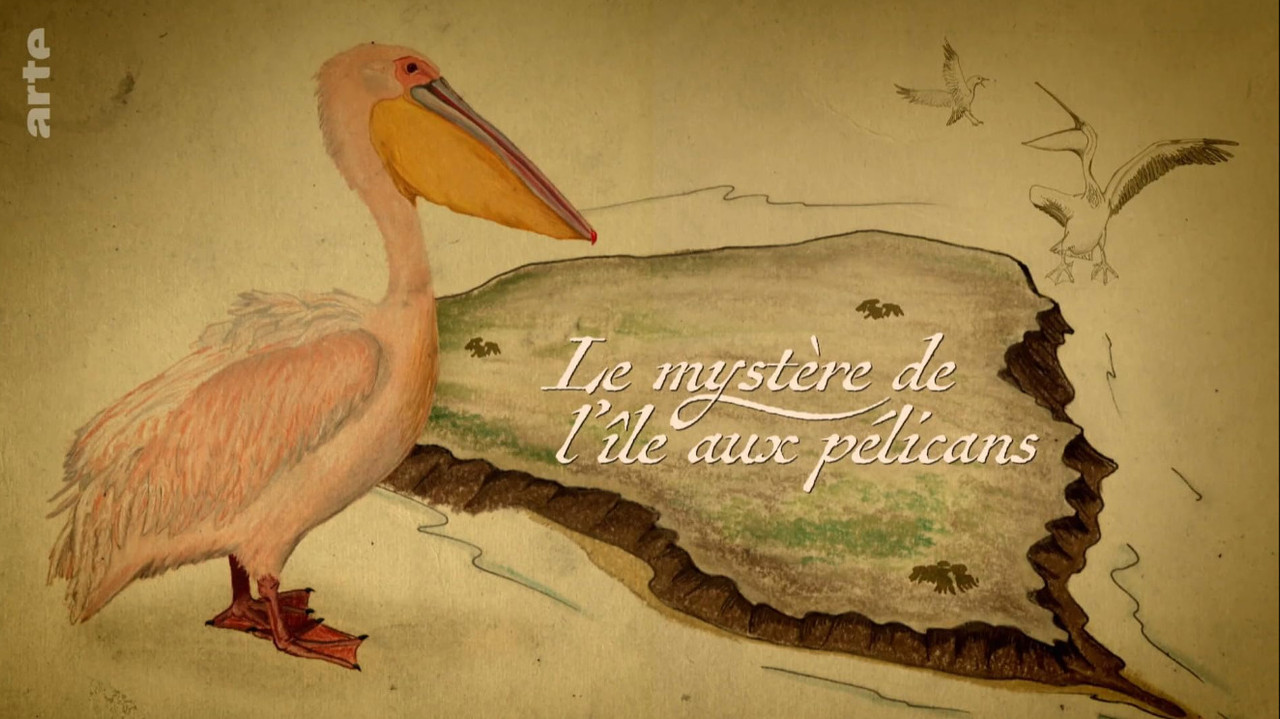 Le mystère de l'île aux pélicans